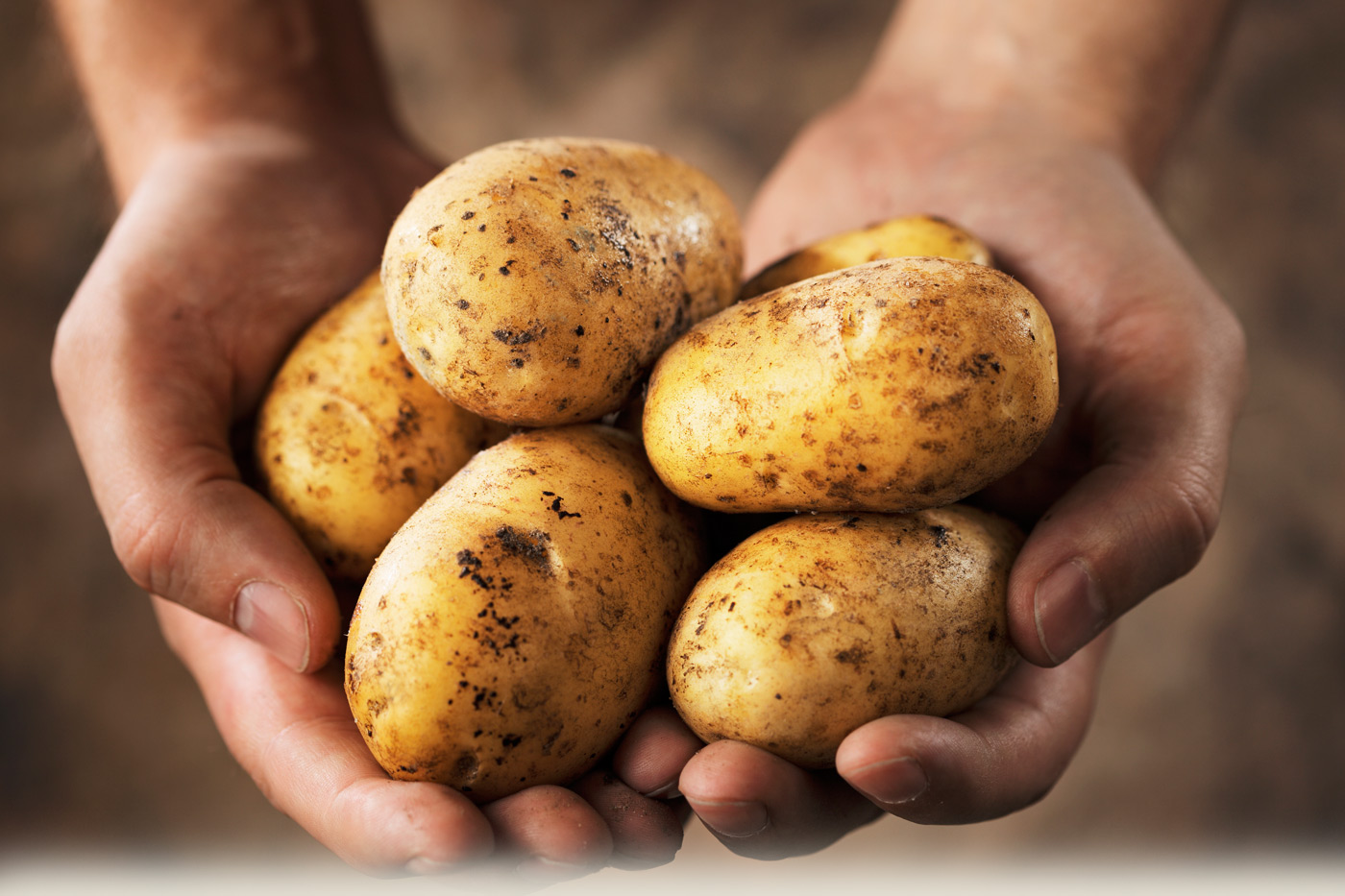 Potato farming in Zimbabwe exposed – Part 3