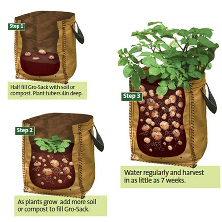 What is sack Potato farming in Zimbabwe? Potato farming in Zimbabwe Part 3