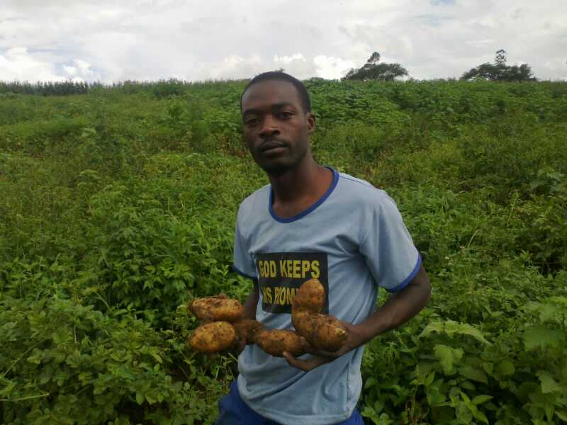 Potato farming success story 2