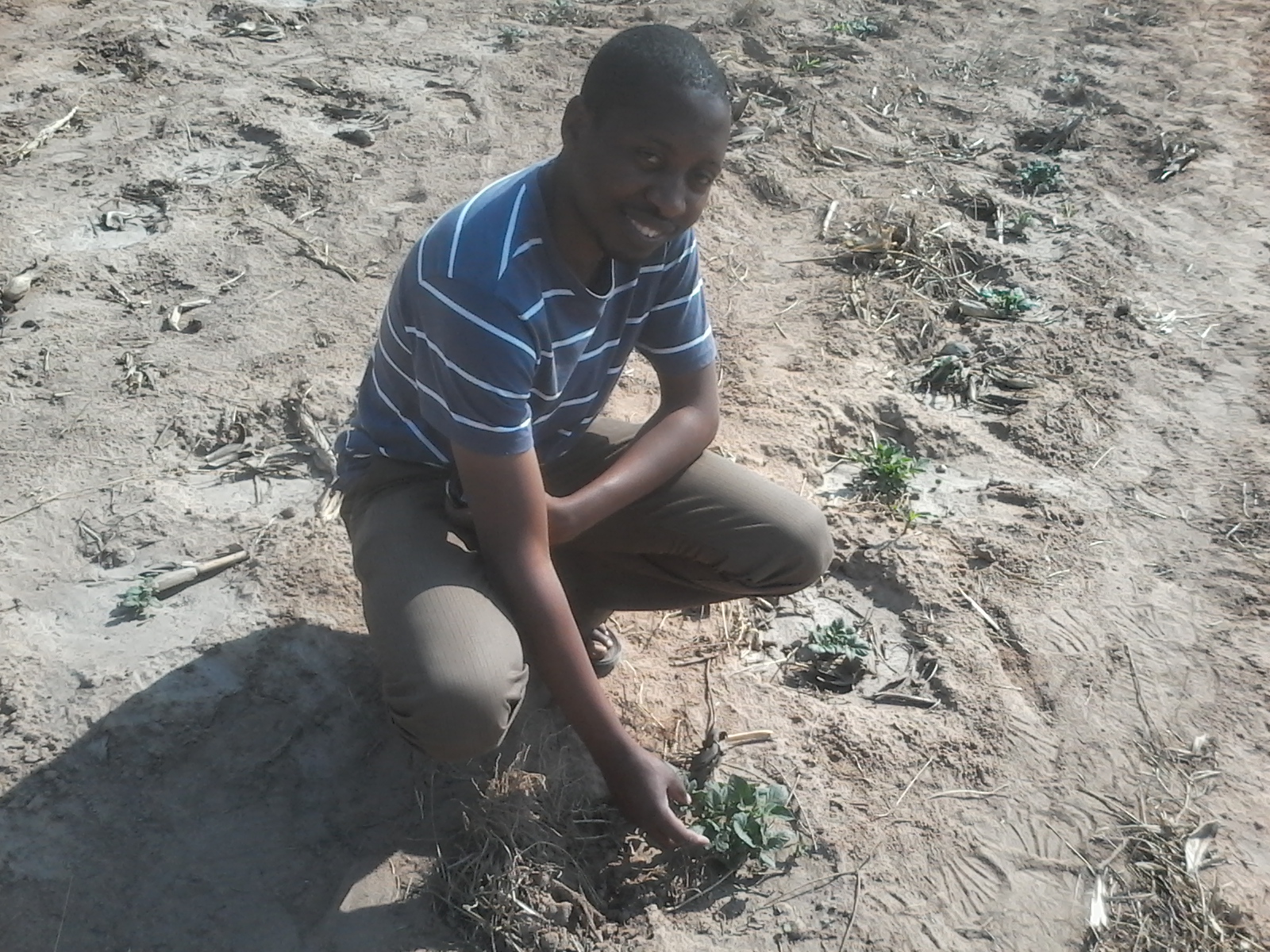 The curse of potato farming in Zimbabwe