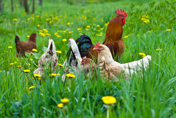 Understanding poultry farming in Zimbabwe! A healthy dose of motivation