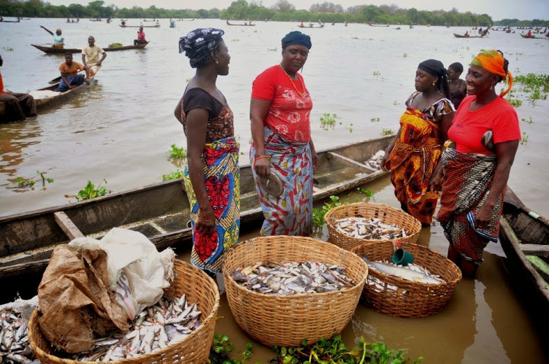 Tilapia fish farming in Zimbabwe! An in-depth analysis