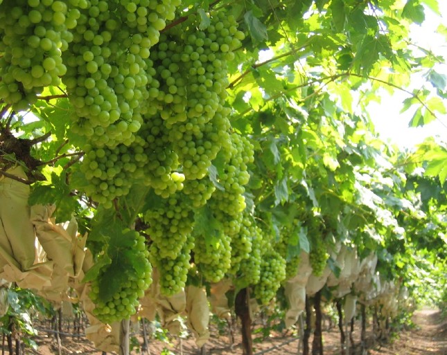 Grape farming in Zimbabwe. The hidden riches of viticulture in Zimbabwe?