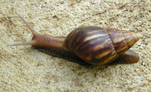 giant african land snail