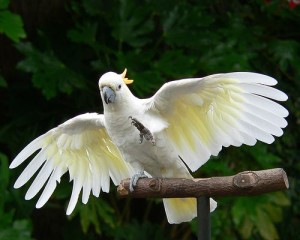 Cockatoo