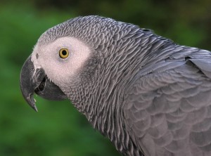 Congo African Grey
