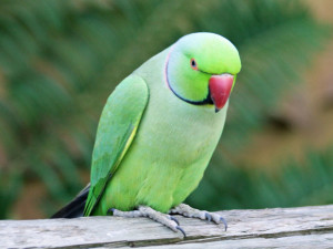 Green Ringneck Parrots