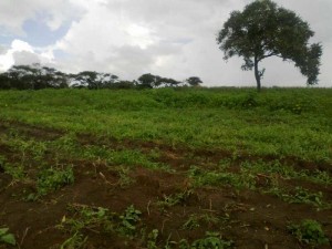 potato farm