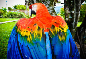 macaw 