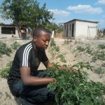 potato farming in zimbabwe