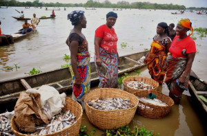 fish farming in nigeria: 9jaagric.com.ng