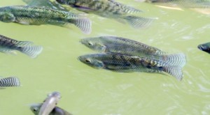 fish preventing-fish-desease-in-aquaponics-470x260