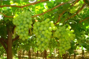 zimbabwe grape farming opportunities