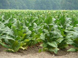 tobacco farming in Zimbabwe