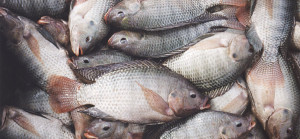 tilapia-farming-in-zimbabwe